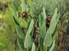 Agarista buxifolia