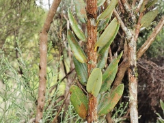 Agarista buxifolia