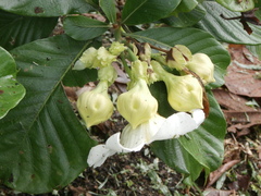 Beaumontia grandiflora