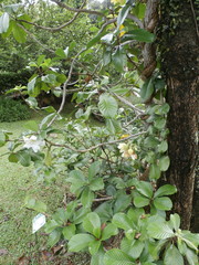 Beaumontia grandiflora