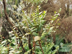 Phyllanthus phillyreifolius