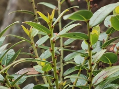 Phyllanthus phillyreifolius