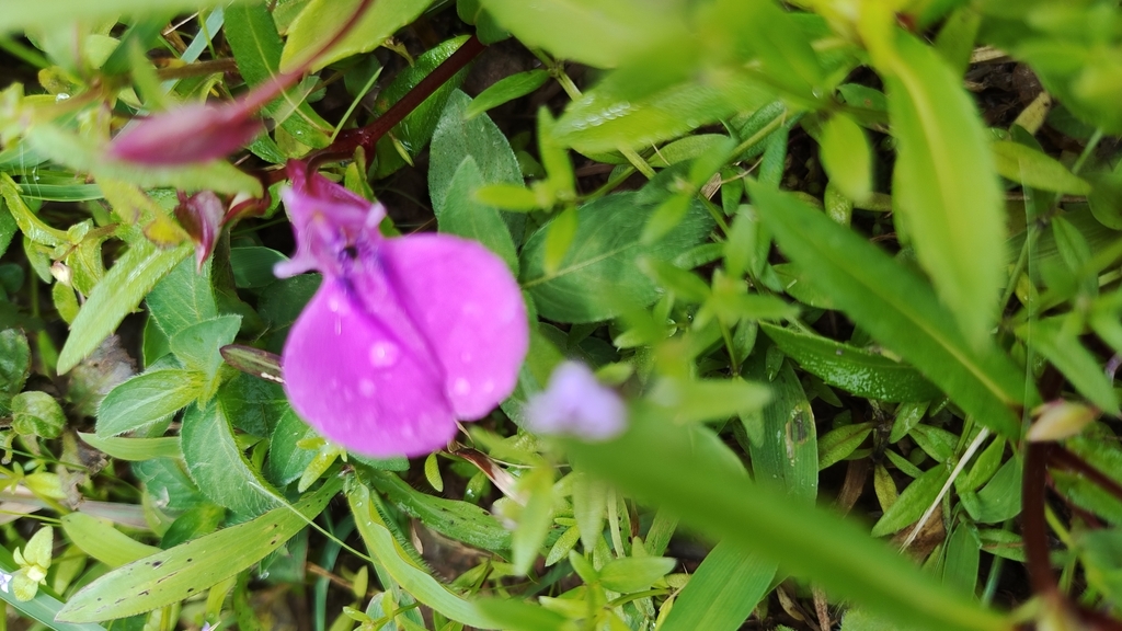 Impatiens chinensis; photograph (c) Manu M, some rights reserved (CC BY)