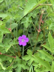 Geranium wallichianum