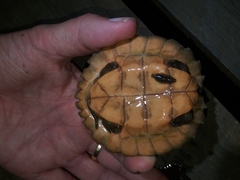 Notochelys platynota