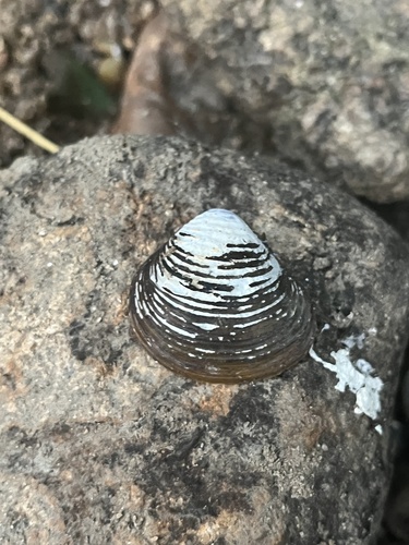 Corbicula fluminea