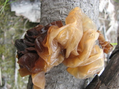 Phaeotremella foliacea