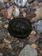 Notochelys platynota