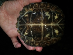Notochelys platynota