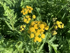 Tanacetum vulgare
