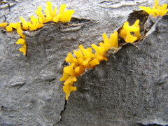 Calocera furcata