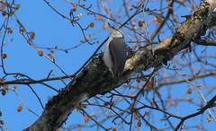 Sitta europaea albifrons