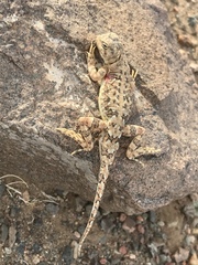 Phrynocephalus versicolor