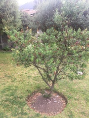 Escallonia resinosa