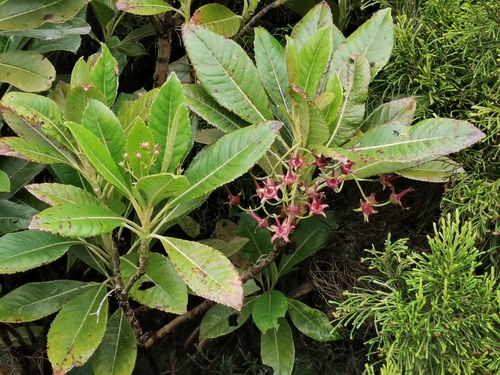 Escalloniaceae image