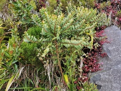 Phyllanthus phillyreifolius