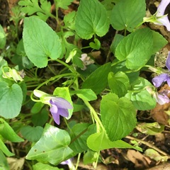 Viola riviniana