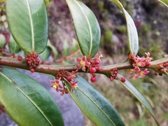 Phyllanthus phillyreifolius