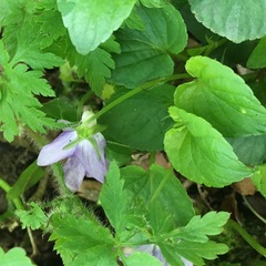 Viola riviniana