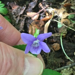 Viola riviniana