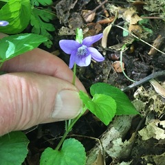 Viola riviniana