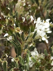 Agathosma bisulca