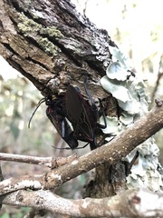 Pachylis pharaonis