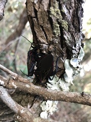 Pachylis pharaonis