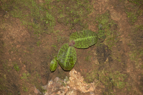 Jerdon's Porpax (Porpax jerdoniana)
