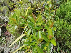 Aphloia theiformis