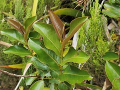 Aphloia theiformis