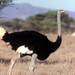 Somali Ostrich - Photo (c) David Bygott, some rights reserved (CC BY-NC-SA)