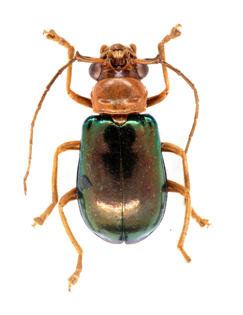 Palpoxena parasabahensis