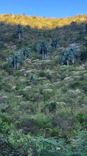 Pseudophoenix vinifera, photograph 6