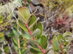 Agarista buxifolia
