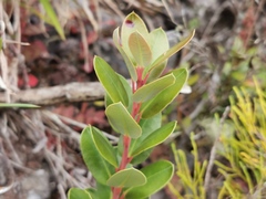 Agarista buxifolia