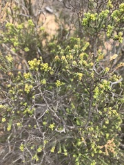 Macrostylis crassifolia