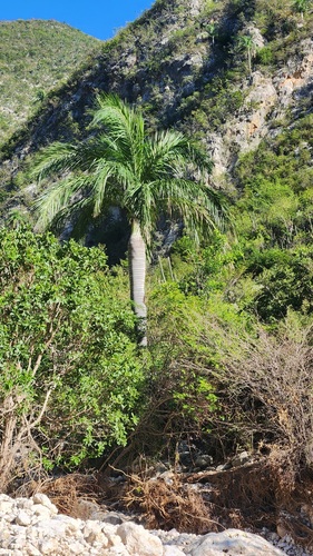 Pseudophoenix vinifera, photograph 5