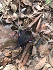 Pachylis pharaonis