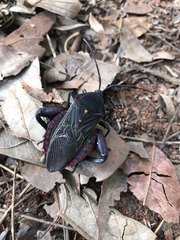 Pachylis pharaonis