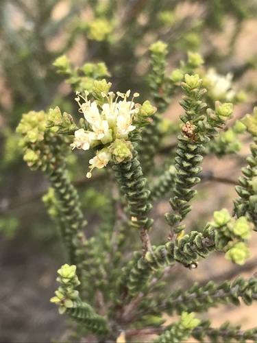 Macrostylis affinis