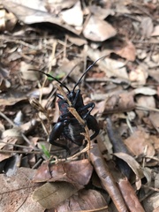 Pachylis pharaonis