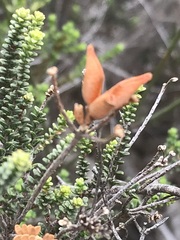 Macrostylis crassifolia