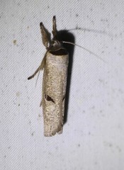 Pilostibes stigmatias