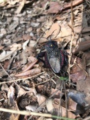 Pachylis pharaonis