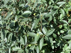 Ligustrum vulgare