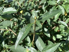 Ligustrum vulgare