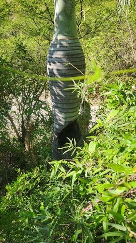 Pseudophoenix vinifera, photograph 4