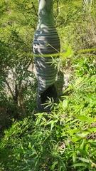 Pseudophoenix vinifera, photograph author not stated, no rights reserved