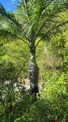 Pseudophoenix vinifera, photograph author not stated, no rights reserved